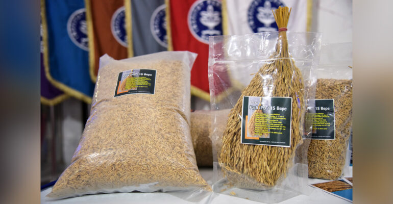 IPB University Luncurkan IPB 11S Bepe, Varietas Padi Sawah Toleran Salinitas, Cocok untuk Lahan Dekat Pantai