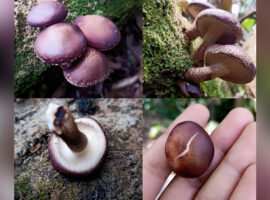 Indonesian Wild Shiitake Bukti Biodiversitas Indonesia, Peneliti IPB University Jutaan Spesies Jamur Ma