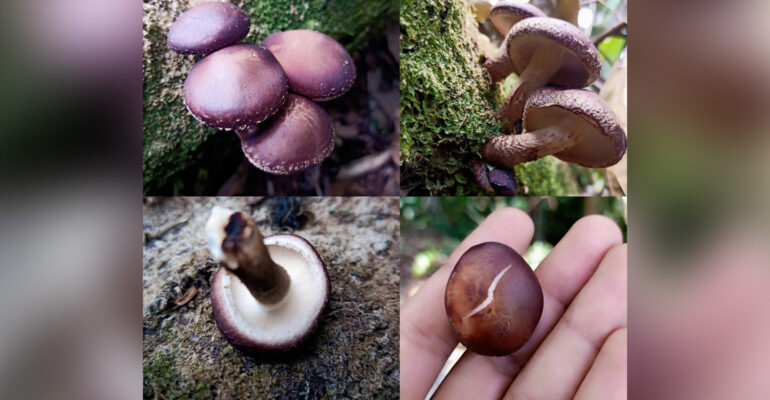 Indonesian Wild Shiitake Bukti Biodiversitas Indonesia, Peneliti IPB University Jutaan Spesies Jamur Ma