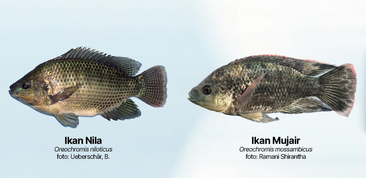 Kenali Perbedaan Ikan Nila dan Ikan Mujair, Ini Penjelasan dari Dosen IPB University