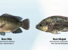Kenali Perbedaan Ikan Nila dan Ikan Mujair, Ini Penjelasan dari Dosen IPB University