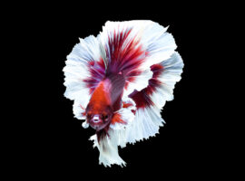 Lapangan Kerja Kian Sulit, Dosen IPB University Usaha Ikan Cupang jadi Peluang Menjanjikan