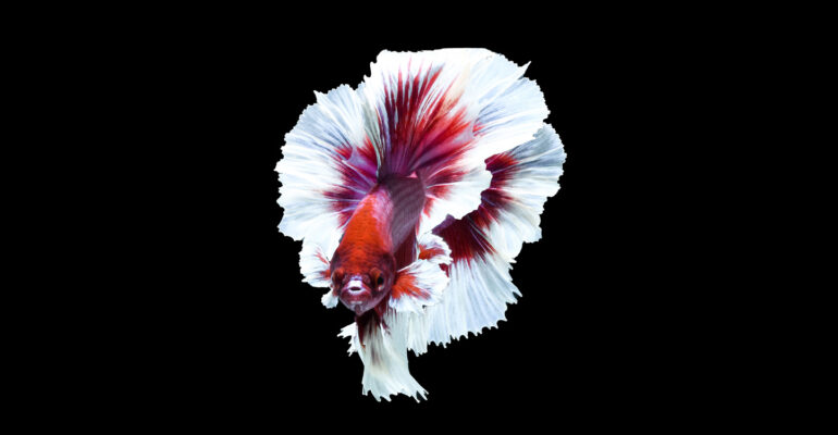 Lapangan Kerja Kian Sulit, Dosen IPB University Usaha Ikan Cupang jadi Peluang Menjanjikan