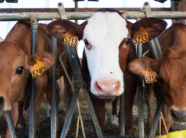 Mastitis Ancam Kesehatan dan Kualitas Susu, Dosen Fapet IPB University Ini Ciri dan Tips Pengobatannya