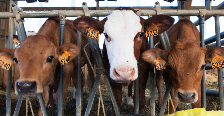 Mastitis Ancam Kesehatan dan Kualitas Susu, Dosen Fapet IPB University Ini Ciri dan Tips Pengobatannya