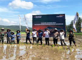 Melalui Sekolah Lapang Petani, IPB University Diseminasikan Varietas Padi Baru di Pelosok Selatan Jawa