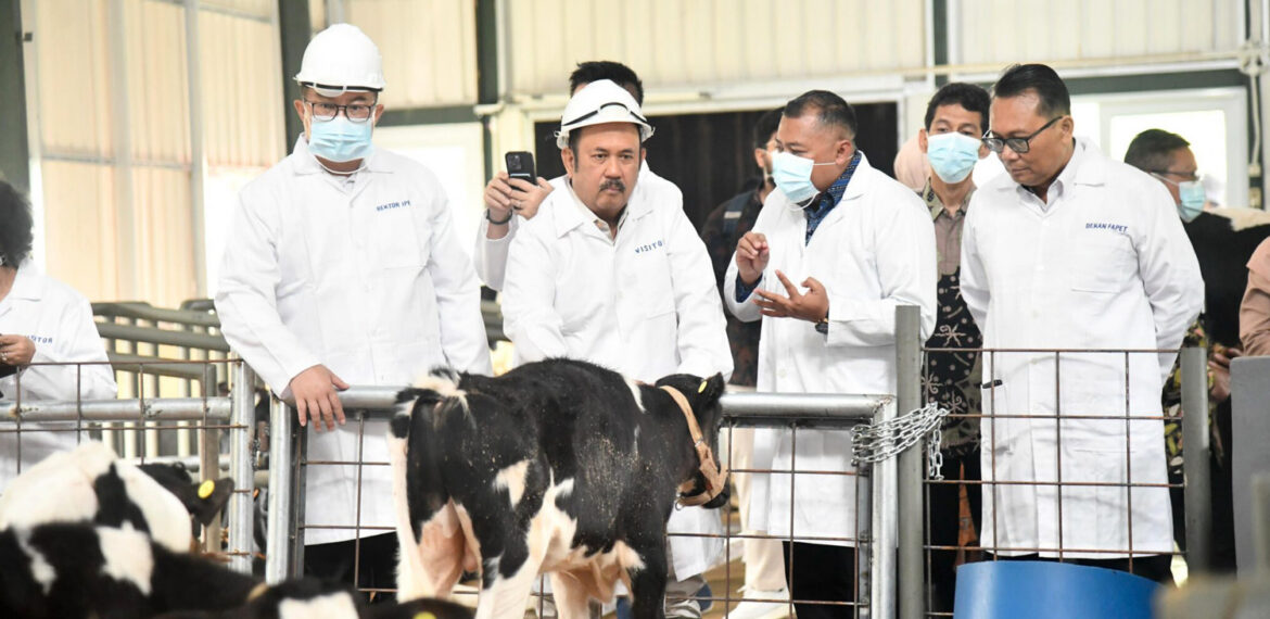 Menteri PPN Kepala Bappenas Tinjau Program Sapi Merah Putih di IPB University