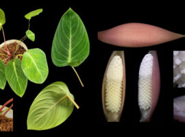 Nama Profesor IPB University Diabadikan Jadi Nama Tanaman Hias