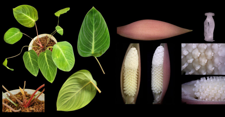 Nama Profesor IPB University Diabadikan Jadi Nama Tanaman Hias