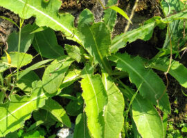 Pakar Biofarmaka IPB University Ungkap Manfaat Tempuyung, Mulai Peluruh Batu Ginjal, Antioksidan Hingga Anti Radang