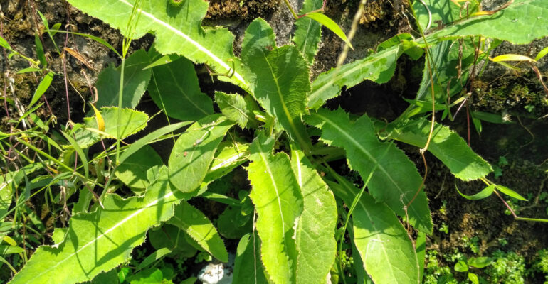 Pakar Biofarmaka IPB University Ungkap Manfaat Tempuyung, Mulai Peluruh Batu Ginjal, Antioksidan Hingga Anti Radang