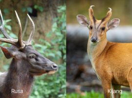 Pakar Ekologi Satwa Liar IPB University Jelaskan Perbedaan Morfologis antara Kijang dan Rusa