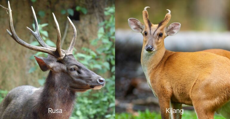 Pakar Ekologi Satwa Liar IPB University Jelaskan Perbedaan Morfologis antara Kijang dan Rusa