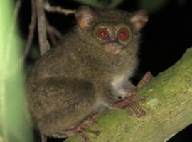 Pakar IPB University Dari 15 Spesies Tarsius di Dunia, 14 Ada di Indonesia