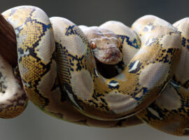 Pakar Reptilia IPB University Peringatkan Bahaya Lepas Ular Peliharaan ke Alam, Lebih Baik Lakukan Hal