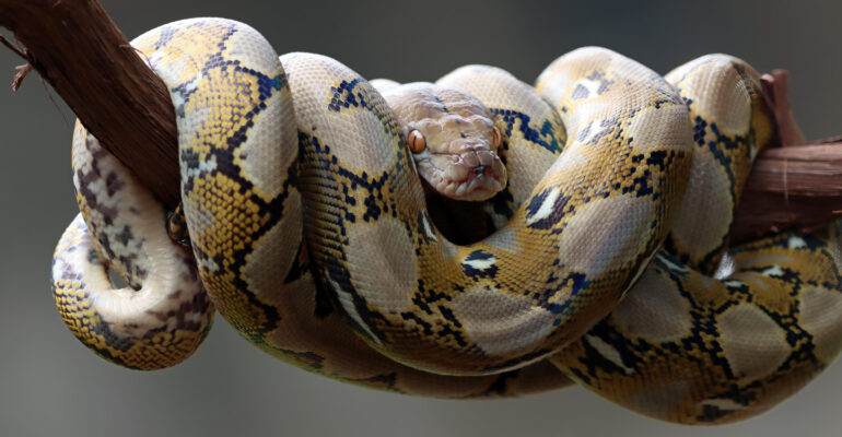 Pakar Reptilia IPB University Peringatkan Bahaya Lepas Ular Peliharaan ke Alam, Lebih Baik Lakukan Hal