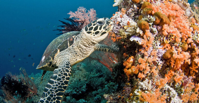 Peneliti IPB Penyu Indonesia Punya Sidik Jari Genetik Berbeda, Jalan Konservasi Jadi Makin Presisi