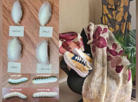 Peneliti IPB University Kembangkan Enam Galur Sintetik Unggul Ulat Sutra Non-Murbei