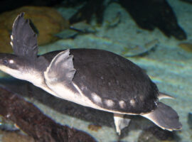 Peneliti IPB University Ungkap Pola Pergerakan Kura-kura Moncong Babi yang Terancam Punah di Sungai Kao Papua