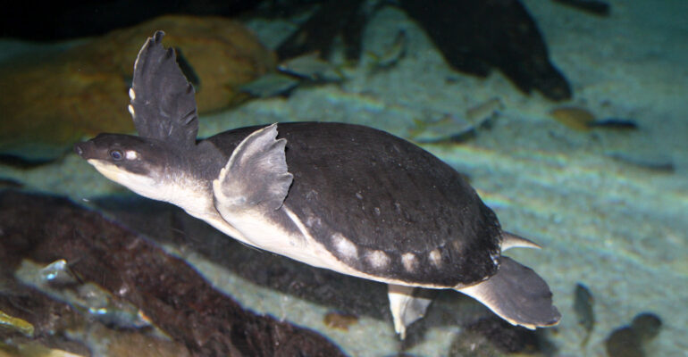 Peneliti IPB University Ungkap Pola Pergerakan Kura-kura Moncong Babi yang Terancam Punah di Sungai Kao Papua