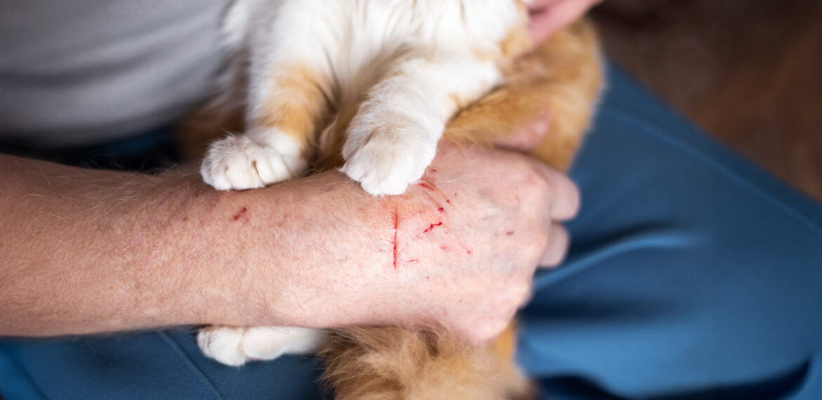 Cakaran Kucing Bisa Tularkan Rabies Dokter IPB University Paparkan Langkah Pertolongan Pertama