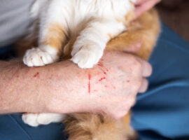 Cakaran Kucing Bisa Tularkan Rabies Dokter IPB University Paparkan Langkah Pertolongan Pertama