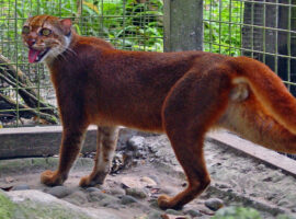 Dokter Hewan IPB University Kucing Lokal Simbol Kekayaan Genetik Indonesia yang Penting Dijaga
