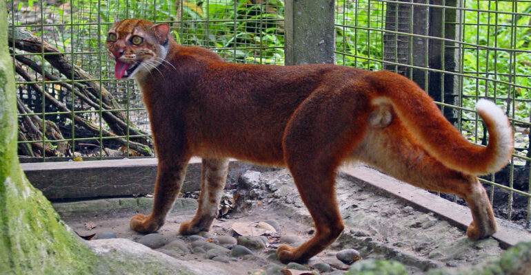 Dokter Hewan IPB University Kucing Lokal Simbol Kekayaan Genetik Indonesia yang Penting Dijaga