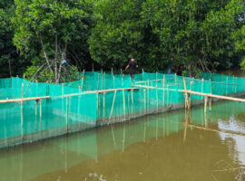 IPB University Terapkan Teknologi Wanamina pada Budi Daya Kepiting Muara Gembong