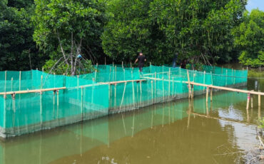 IPB University Terapkan Teknologi Wanamina pada Budi Daya Kepiting Muara Gembong