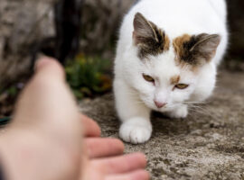 International Cat Day, Dosen IPB University Ungkap Dampak Negatif Lepas Liar Kucing