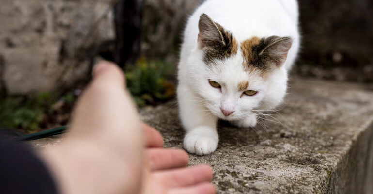 International Cat Day, Dosen IPB University Ungkap Dampak Negatif Lepas Liar Kucing