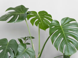 Monstera Tetap Jadi Primadona, Pakar IPB University Sebut Alasannya