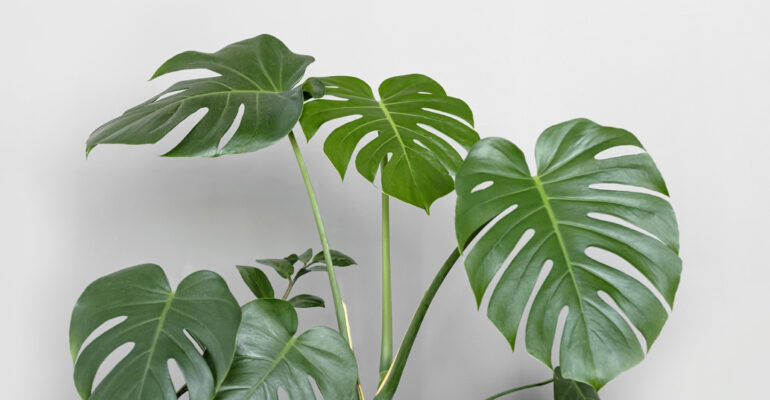 Monstera Tetap Jadi Primadona, Pakar IPB University Sebut Alasannya