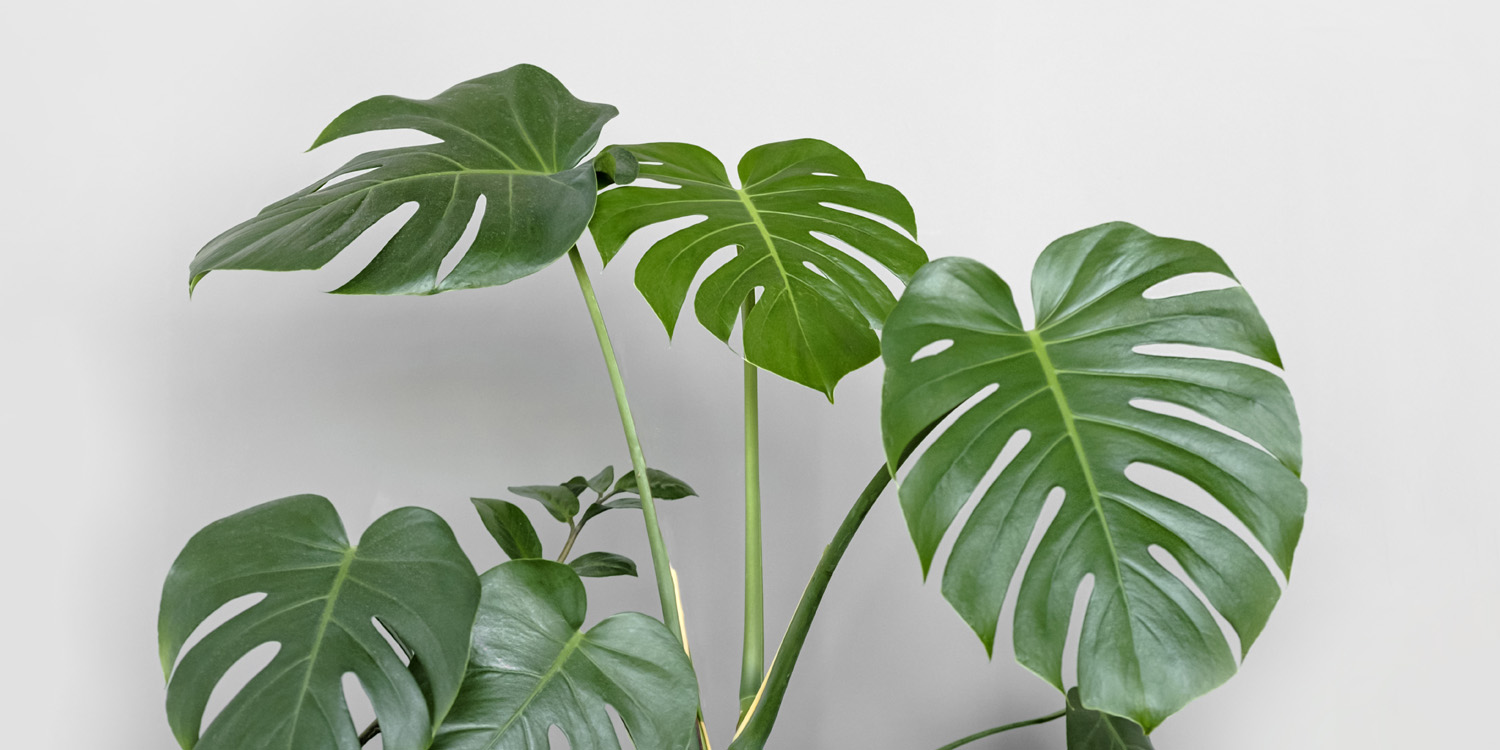 philodendron white birkin Buy Philodendron Birkin 'White Wave' main image 0