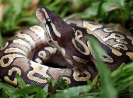 Pakar IPB University Ungkap Faktor Utama Konflik Ular Piton dengan Manusia