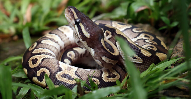 Pakar IPB University Ungkap Faktor Utama Konflik Ular Piton dengan Manusia