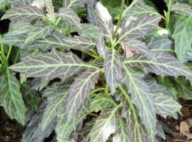 Pakar IPB University Ungkap Potensi Besar Daun Dewa sebagai Komoditas Herbal Unggulan