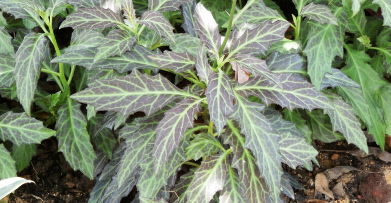 Pakar IPB University Ungkap Potensi Besar Daun Dewa sebagai Komoditas Herbal Unggulan