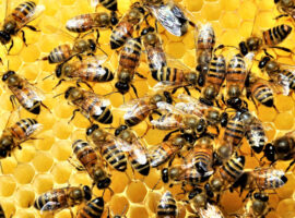 Pakar IPB University Ungkap Sisi Lain Lebah Madu Detektor Alami Pencemaran Lingkungan-