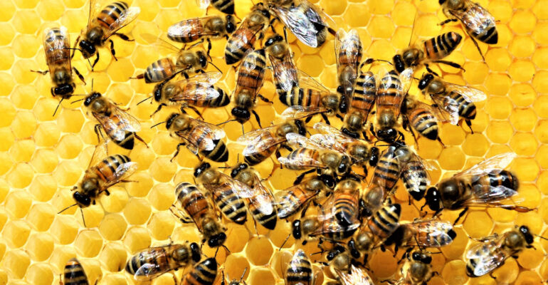 Pakar IPB University Ungkap Sisi Lain Lebah Madu Detektor Alami Pencemaran Lingkungan-