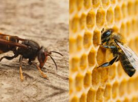 Peneliti IPB University Tawon Lebih Berbahaya dari Lebah, Ini Alasan Ilmiahnya