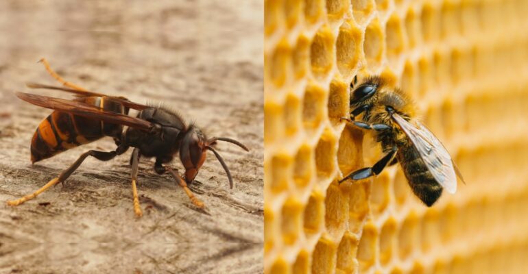 Peneliti IPB University Tawon Lebih Berbahaya dari Lebah, Ini Alasan Ilmiahnya