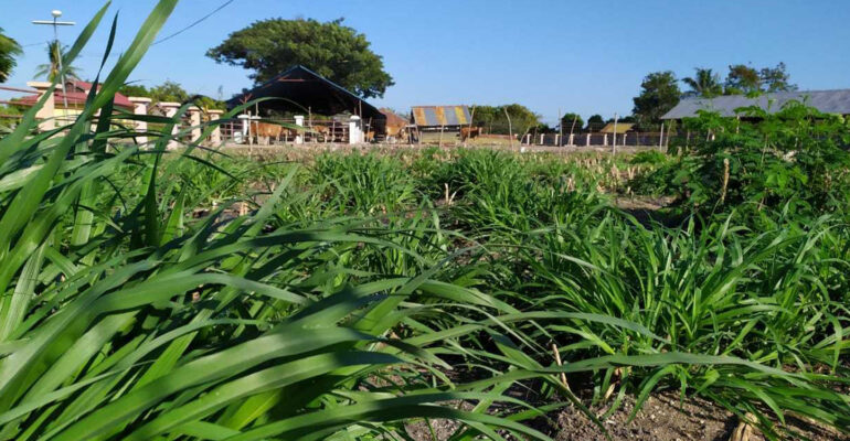 Prof Suwardi 82 Persen Daratan Indonesia Lahan Marginal, Inovasi Teknologi Tanah Jadi Kunci Pemulihan