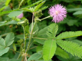 Putri Malu Punya Potensi Besar, Pakar IPB University Ungkap Kandungan Senyawa Aktifnya