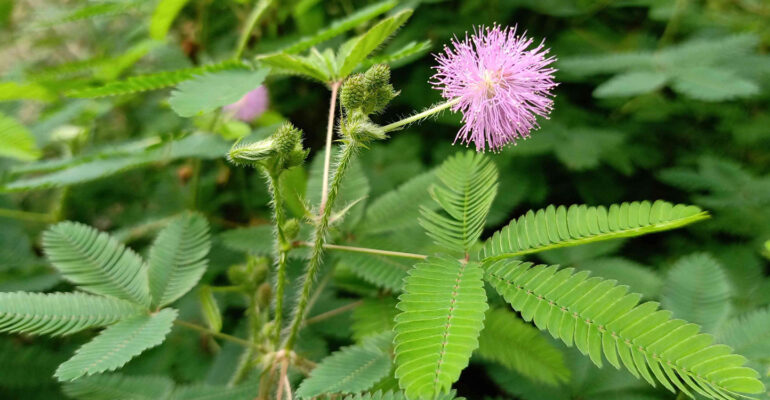 Putri Malu Punya Potensi Besar, Pakar IPB University Ungkap Kandungan Senyawa Aktifnya