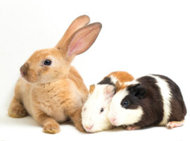 Sama-Sama Imut, Ahli IPB University Jelaskan Perbedaan Kelinci dan Marmut