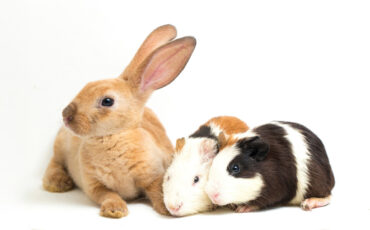 Sama-Sama Imut, Ahli IPB University Jelaskan Perbedaan Kelinci dan Marmut