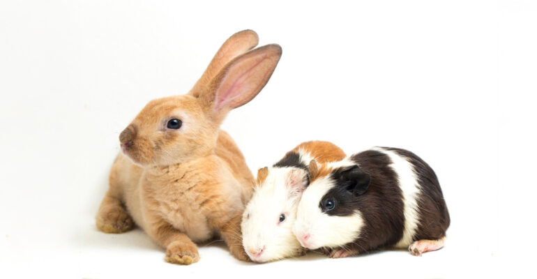 Sama-Sama Imut, Ahli IPB University Jelaskan Perbedaan Kelinci dan Marmut