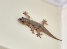 Sering Dianggap Hewan Pengganggu, Pakar IPB University Ungkap Manfaat dan Risiko Cicak di Rumah